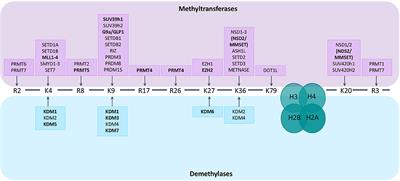 The Epigenome in Multiple Myeloma: Impact on Tumor Cell Plasticity and Drug Response